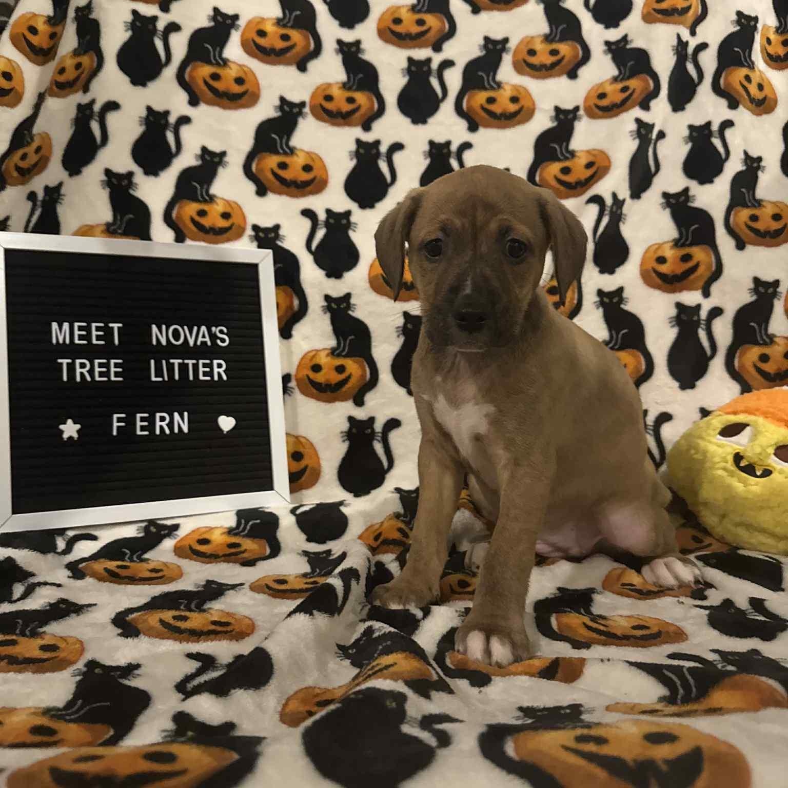 Enlarge Fern, a Adoptable Mixed Breed in Harrington, DE image 2/5