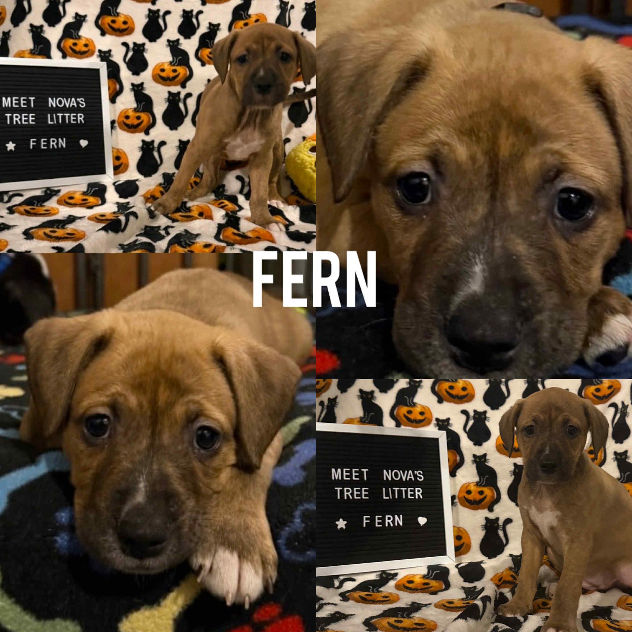 Enlarge Fern, a Adoptable Mixed Breed in Harrington, DE image 1/5