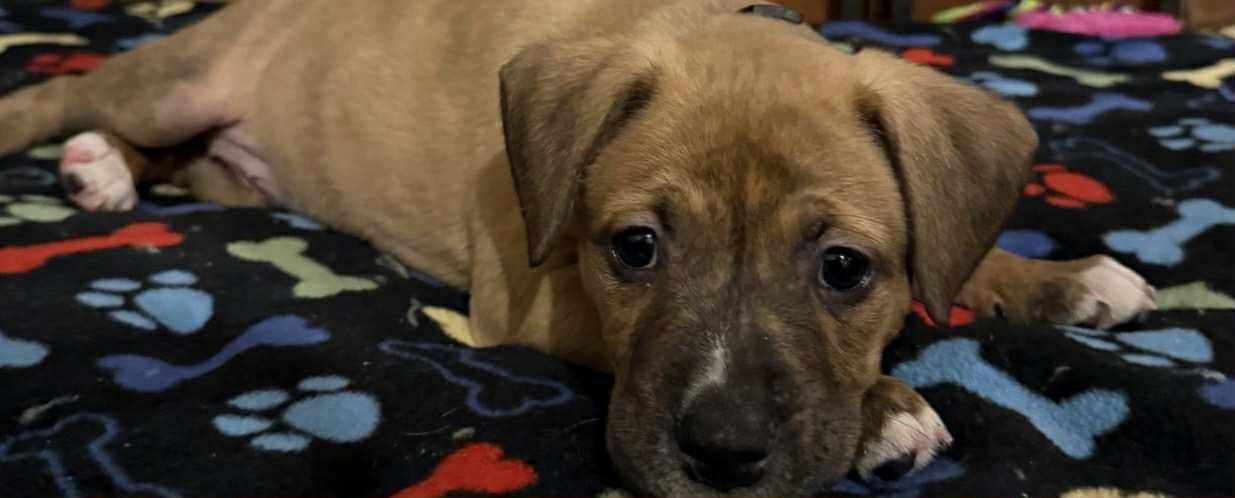 Enlarge Fern, a Adoptable Mixed Breed in Harrington, DE image 4/5