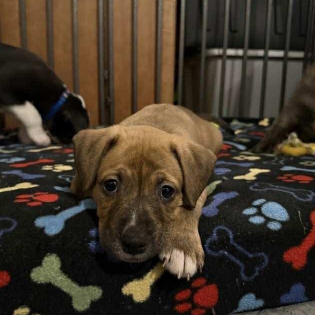 Enlarge Fern, a Adoptable Mixed Breed in Harrington, DE image 5/5