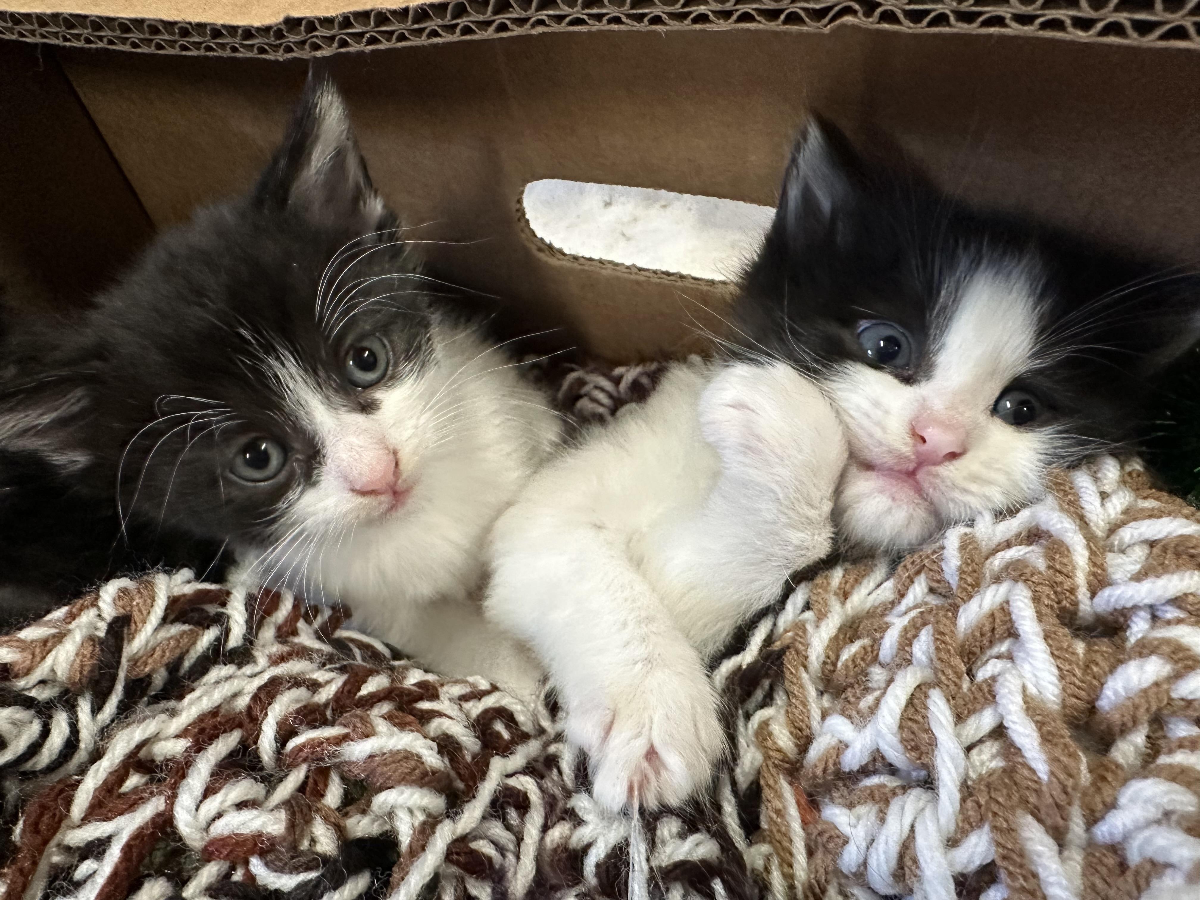 Rosy, Adopted, Young Female Domestic Short Hair.