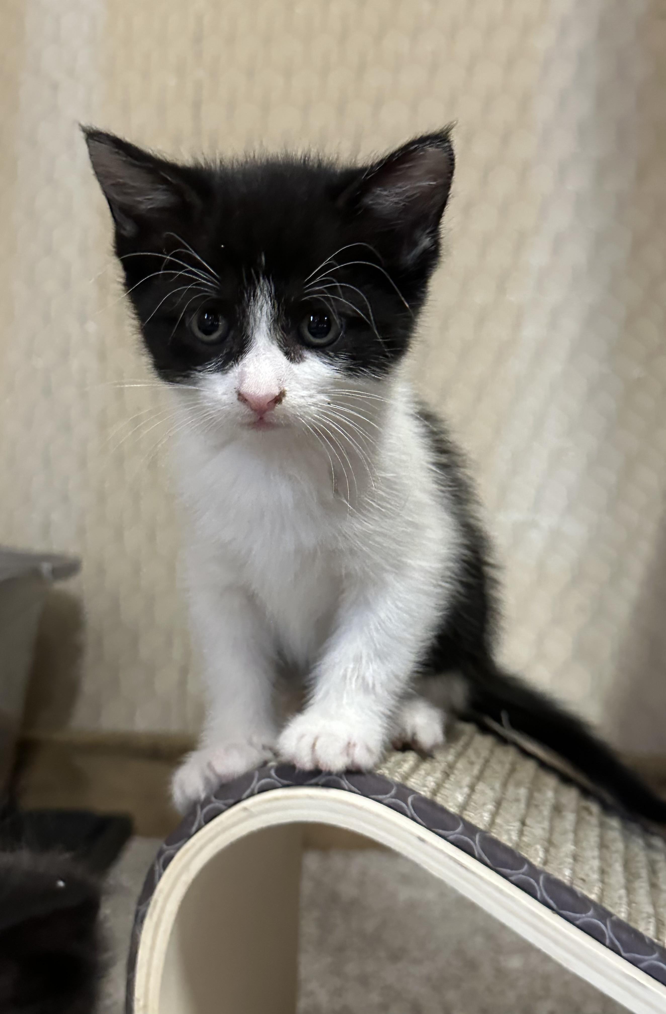 Enlarge Rosy, a Adopted Domestic Short Hair in Goodlettsville, TN image 2/6