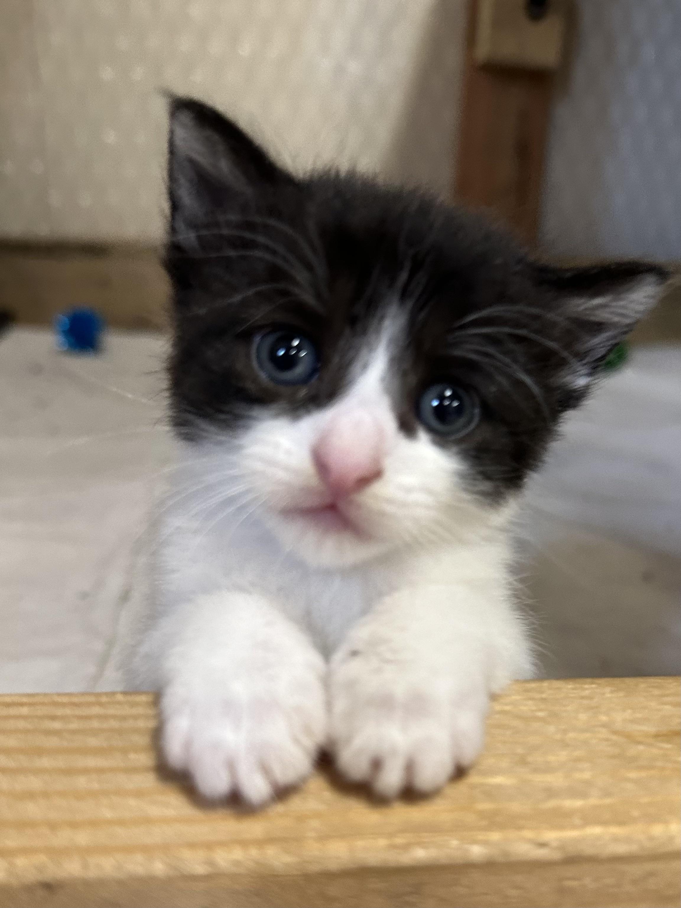 Enlarge Rosy, a Adopted Domestic Short Hair in Goodlettsville, TN image 3/6