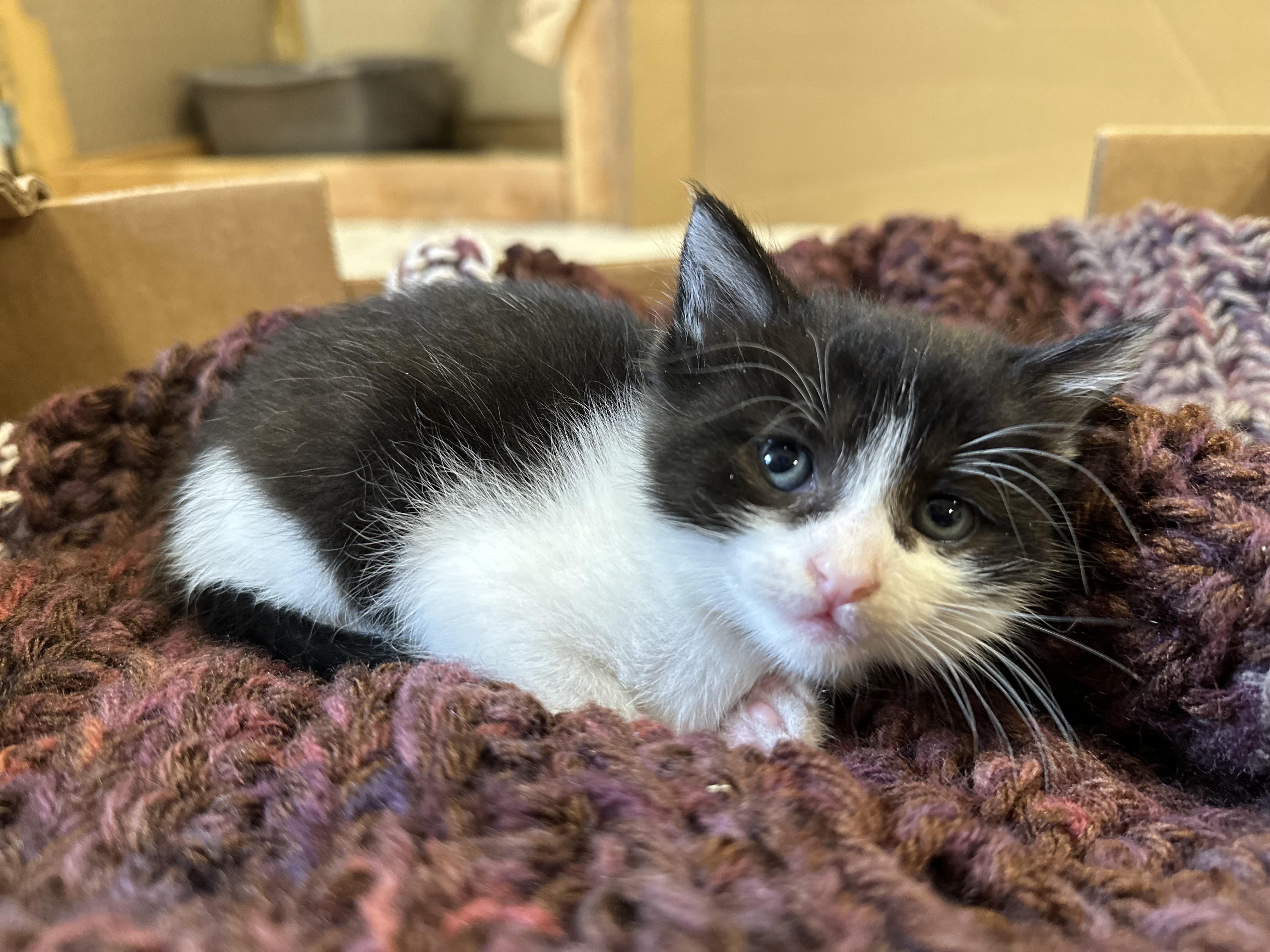 Enlarge Rosy, a Adopted Domestic Short Hair in Goodlettsville, TN image 4/6