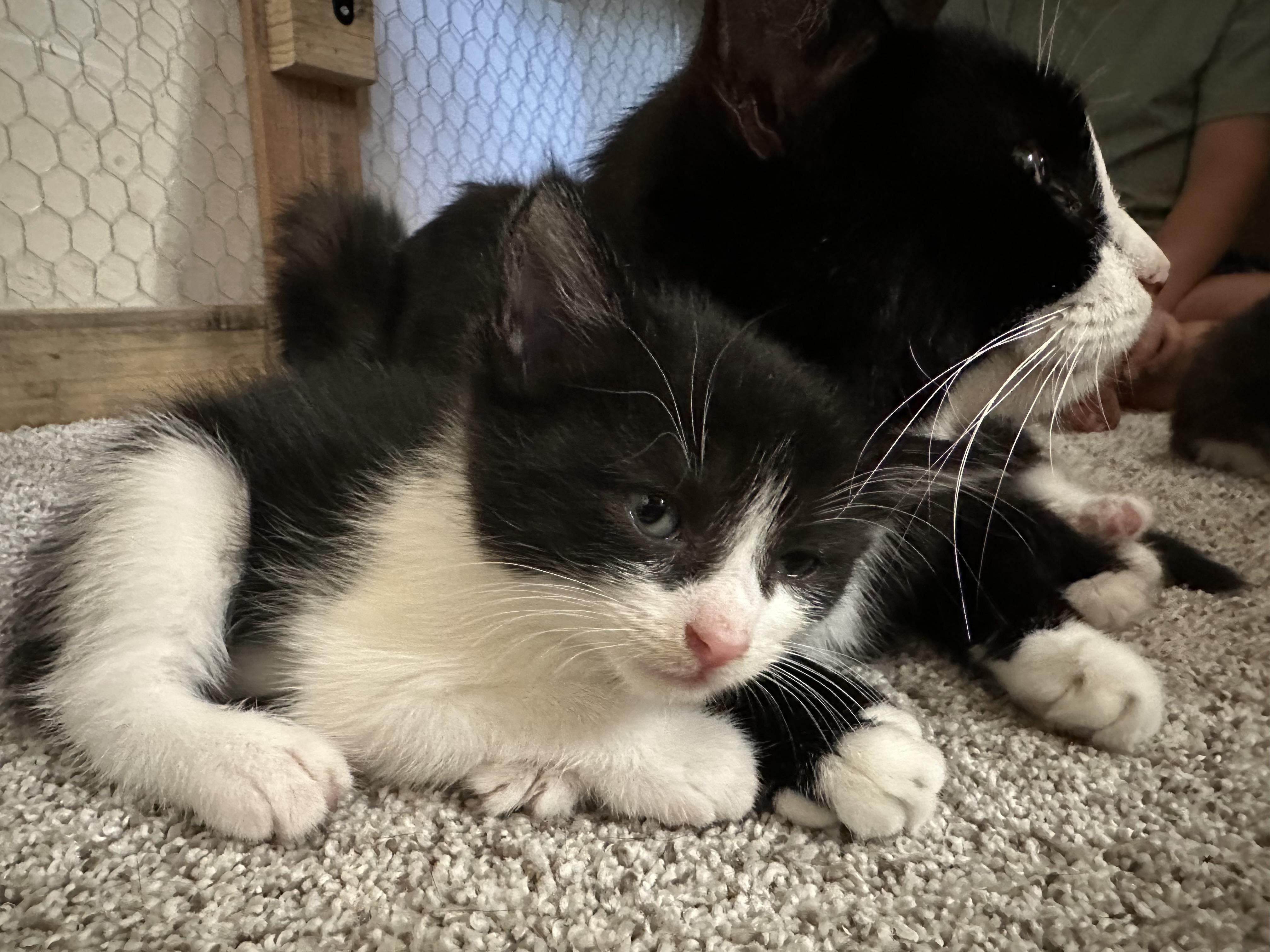 Enlarge Rosy, a Adopted Domestic Short Hair in Goodlettsville, TN image 5/6