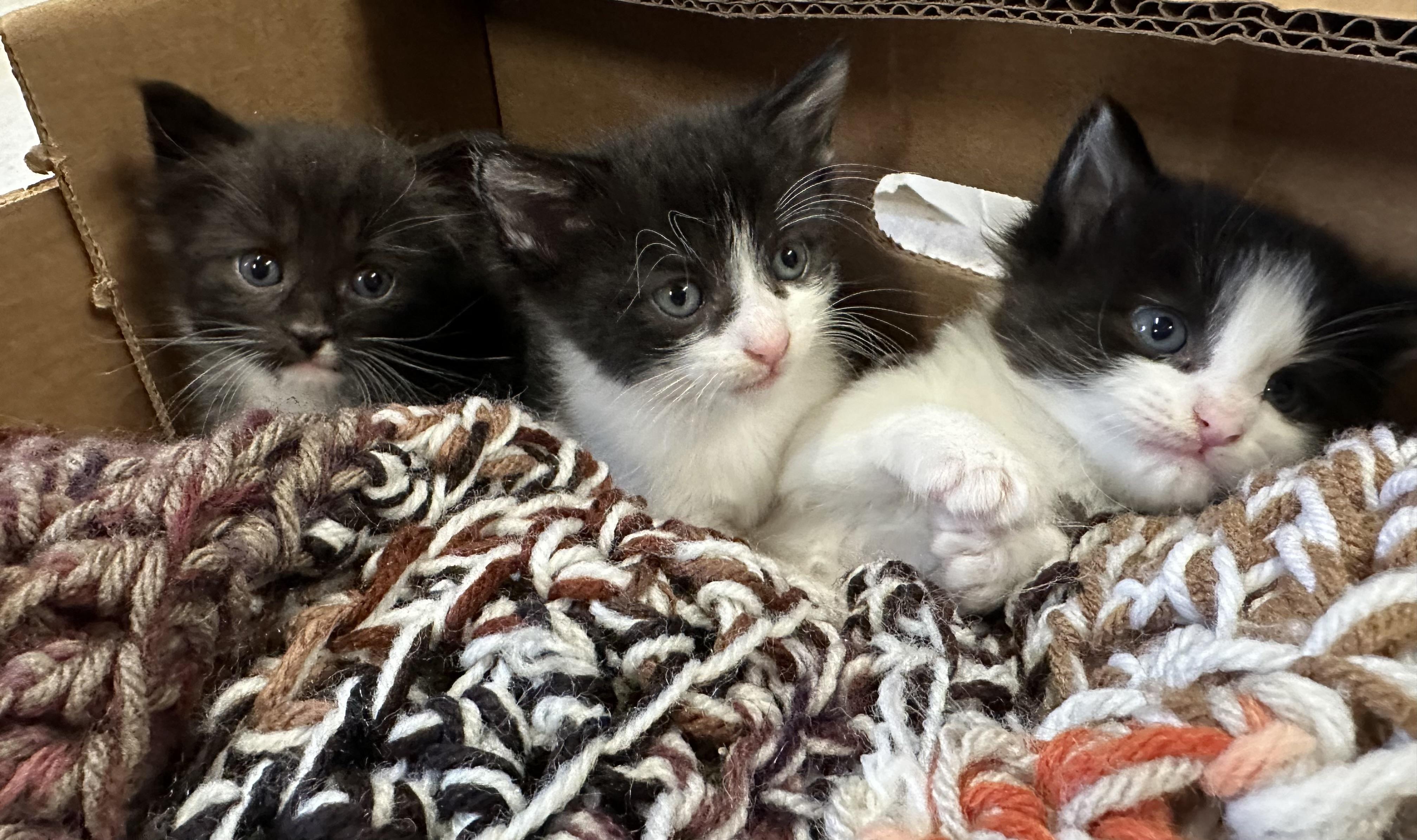 Enlarge Rosy, a Adopted Domestic Short Hair in Goodlettsville, TN image 6/6