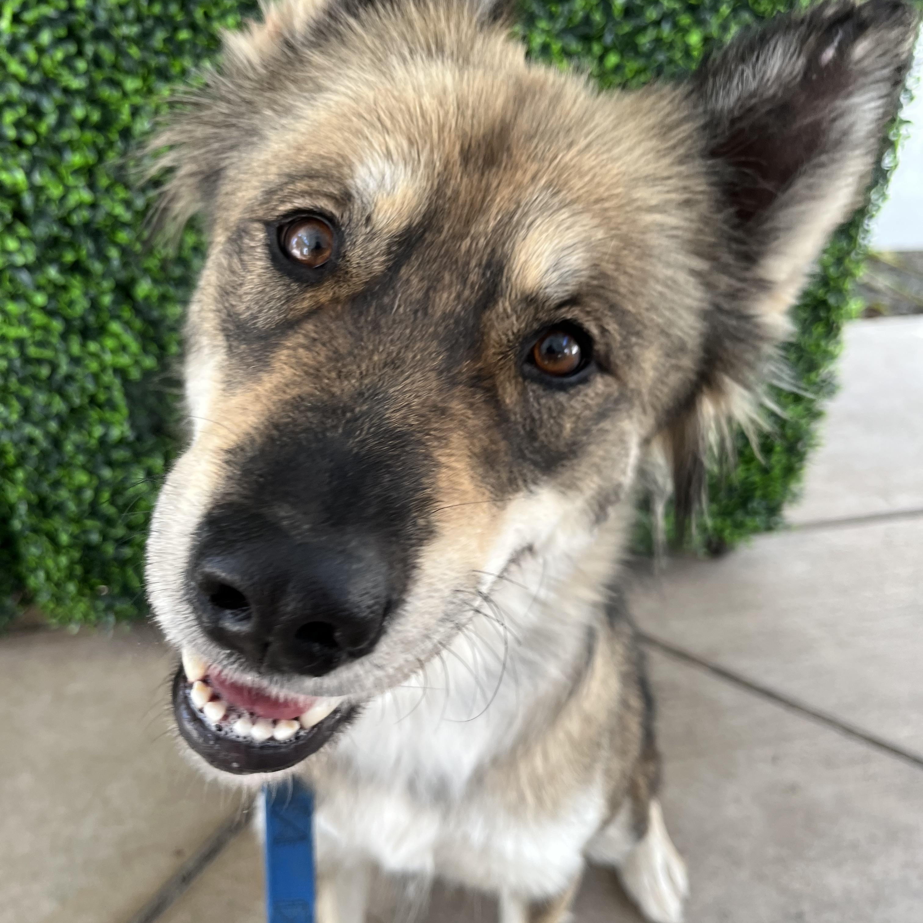 Brooke, a Adoptable Mixed Breed in Portland, OR image 4/6