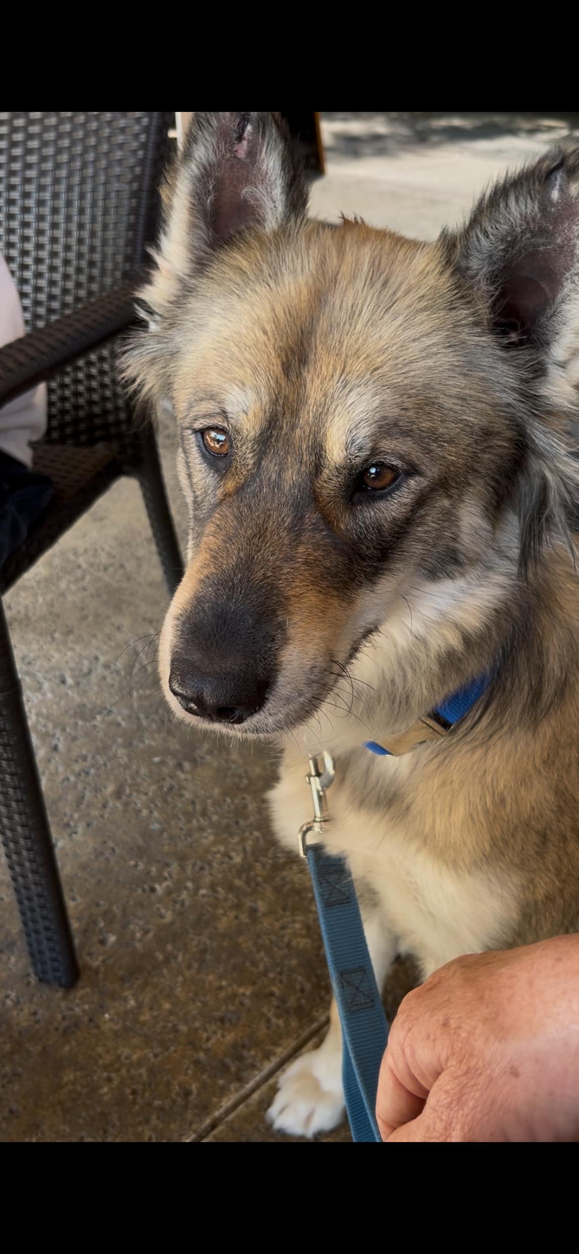 Brooke, a Adoptable Mixed Breed in Portland, OR image 6/6