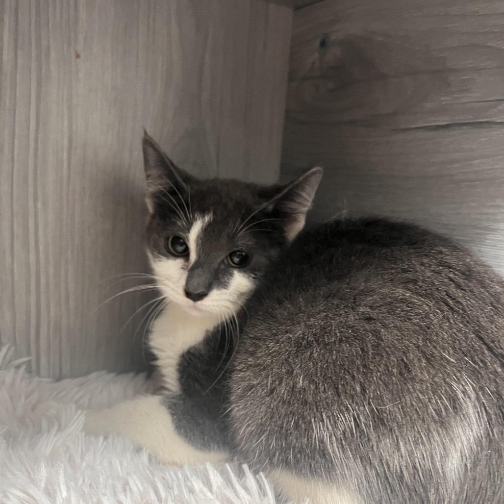 Sunday, a Adoptable Domestic Short Hair in Pasadena , MD image 1/2