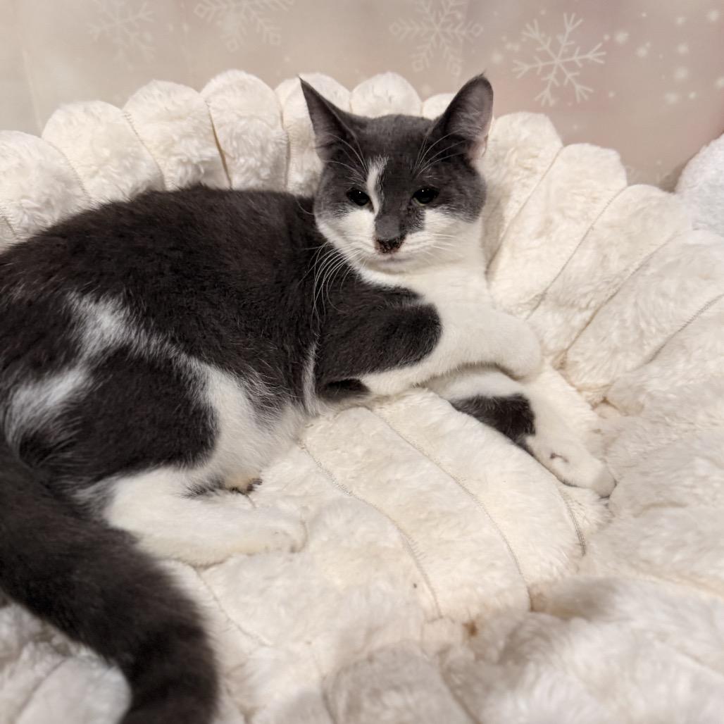 Enlarge Sunday, a Adoptable Domestic Short Hair in Pasadena , MD image 2/2