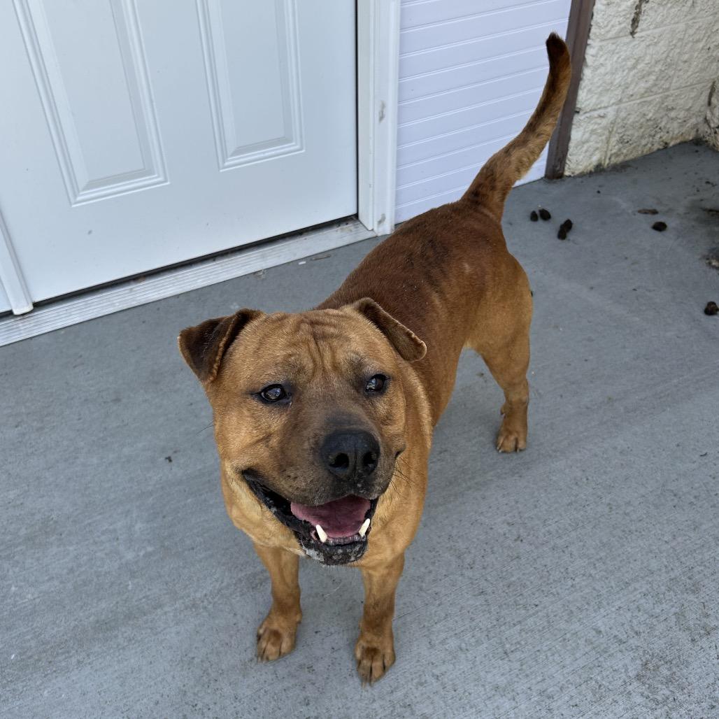 Jarek, Adoptable, Adult Male Pit Bull Terrier & Shar-Pei.