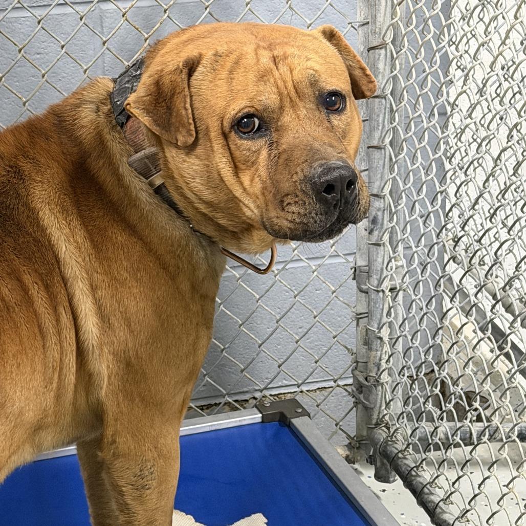 Jarek, Adoptable, Adult Male Pit Bull Terrier & Shar-Pei.
