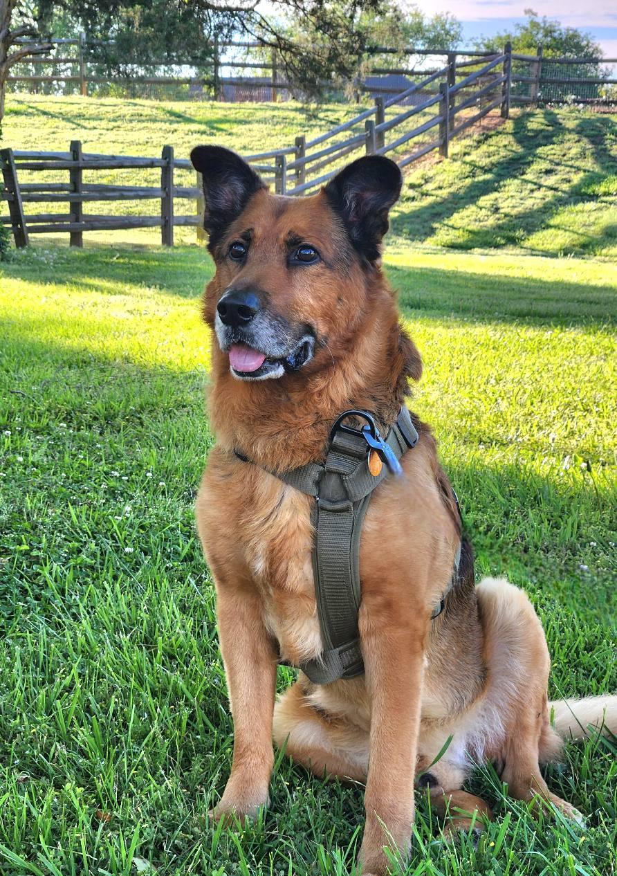 Rusty, a Adoptable German Shepherd Dog in Monroe, NC image 1/4