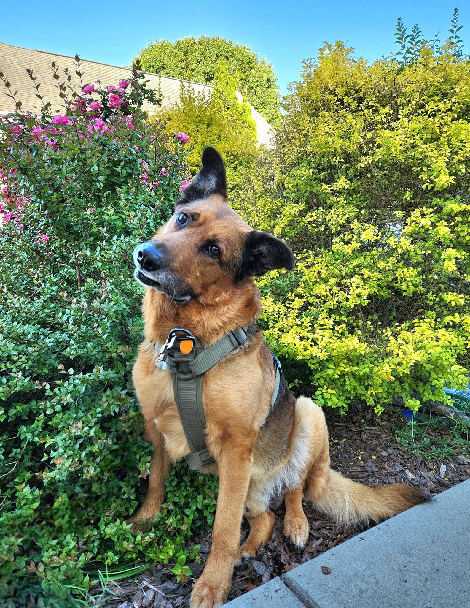 Rusty, a Adoptable German Shepherd Dog in Monroe, NC image 3/4