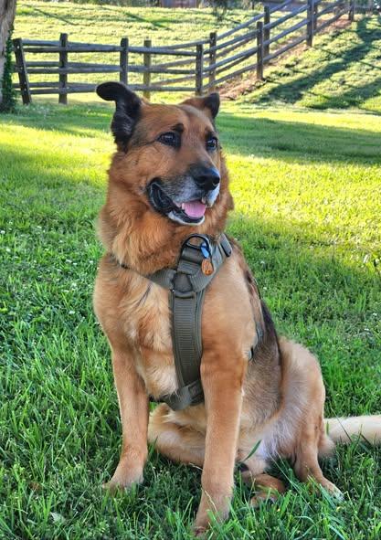 Rusty, a Adoptable German Shepherd Dog in Monroe, NC image 4/4