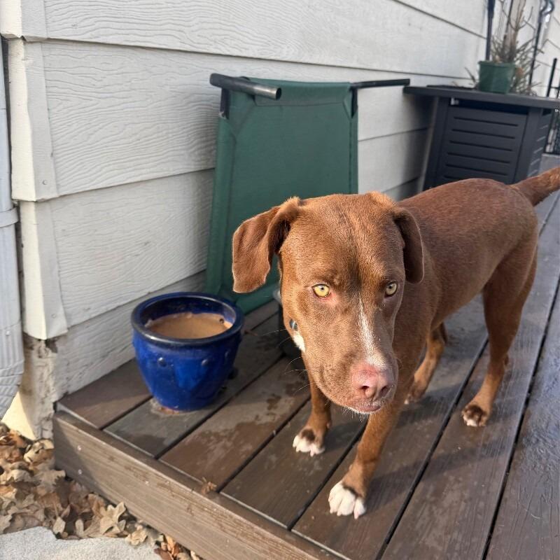 Lulu, Adoptable, Young Female Labrador Retriever & Mixed Breed.