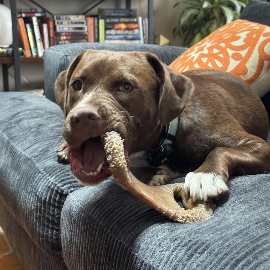 Enlarge Lulu, a Adoptable mixed breed in Alma, WI image 3/6