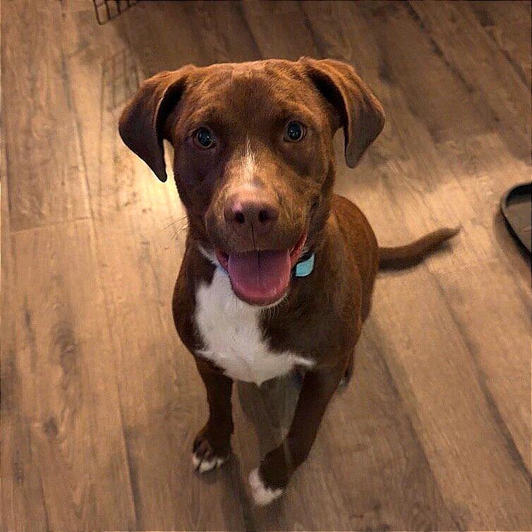 Lulu, Adoptable, Young Female Labrador Retriever & Mixed Breed.
