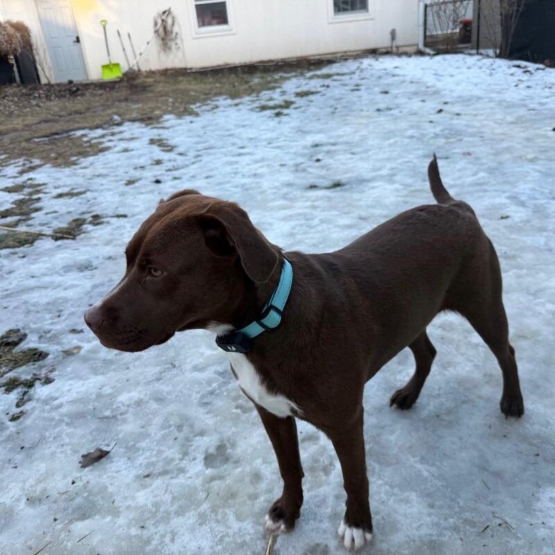 Lulu, a Adoptable mixed breed in Alma, WI image 3/3