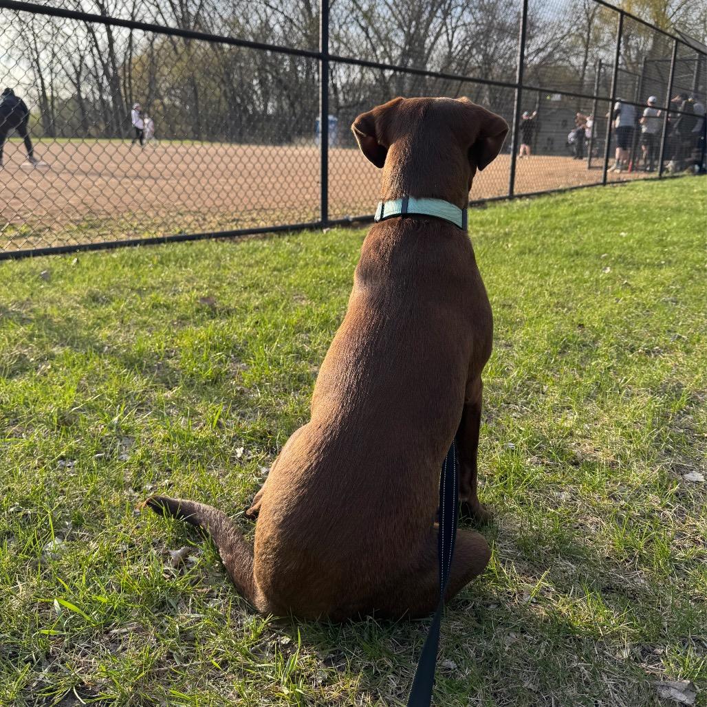 Enlarge Lulu, a Adoptable mixed breed in Alma, WI image 5/6