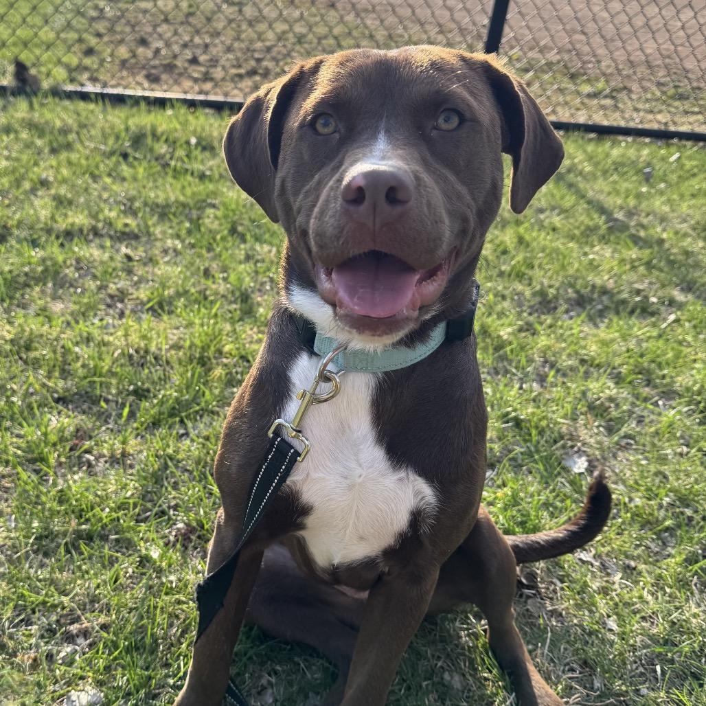 Enlarge Lulu, a Adoptable mixed breed in Alma, WI image 6/6