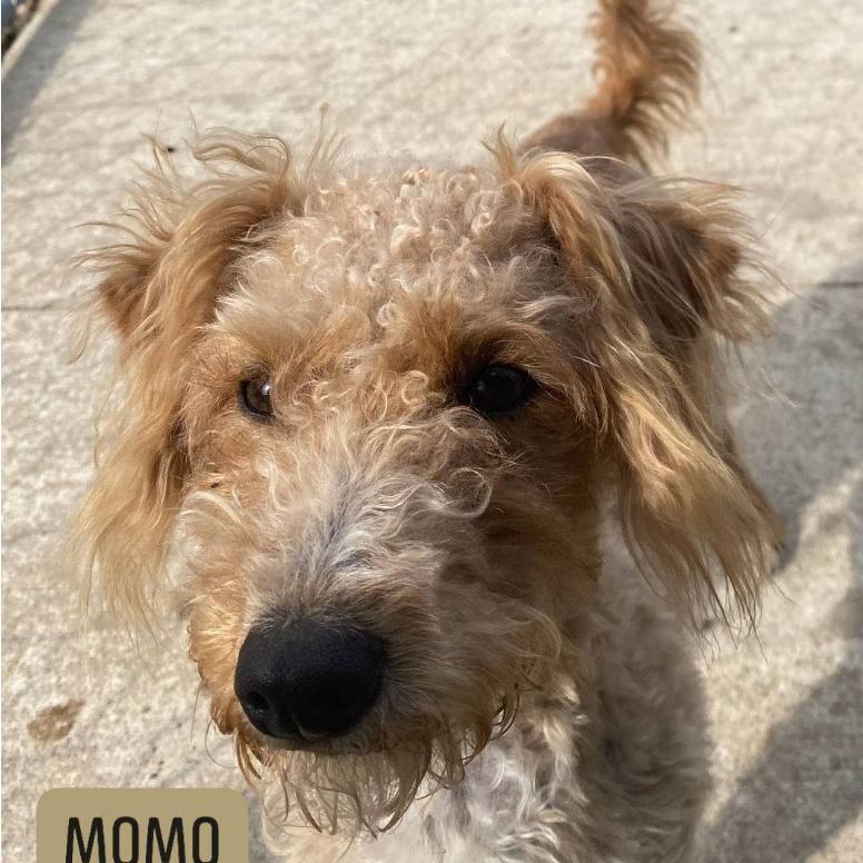 Enlarge MoMo (Moshe), a Adoptable mixed breed in Branson, MO image 1/1