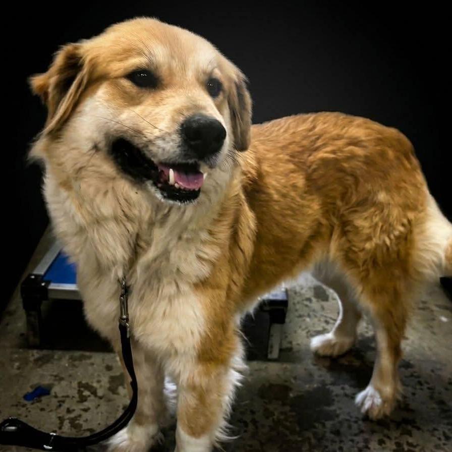 Enlarge Padme, a Adoptable Australian Shepherd in Brookfield, MO image 1/1