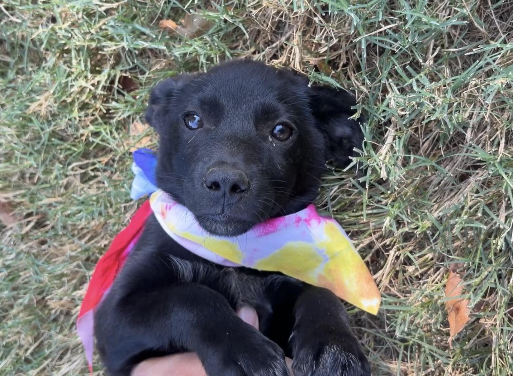Dumpling, adopted, Puppy Female Chiweenie.