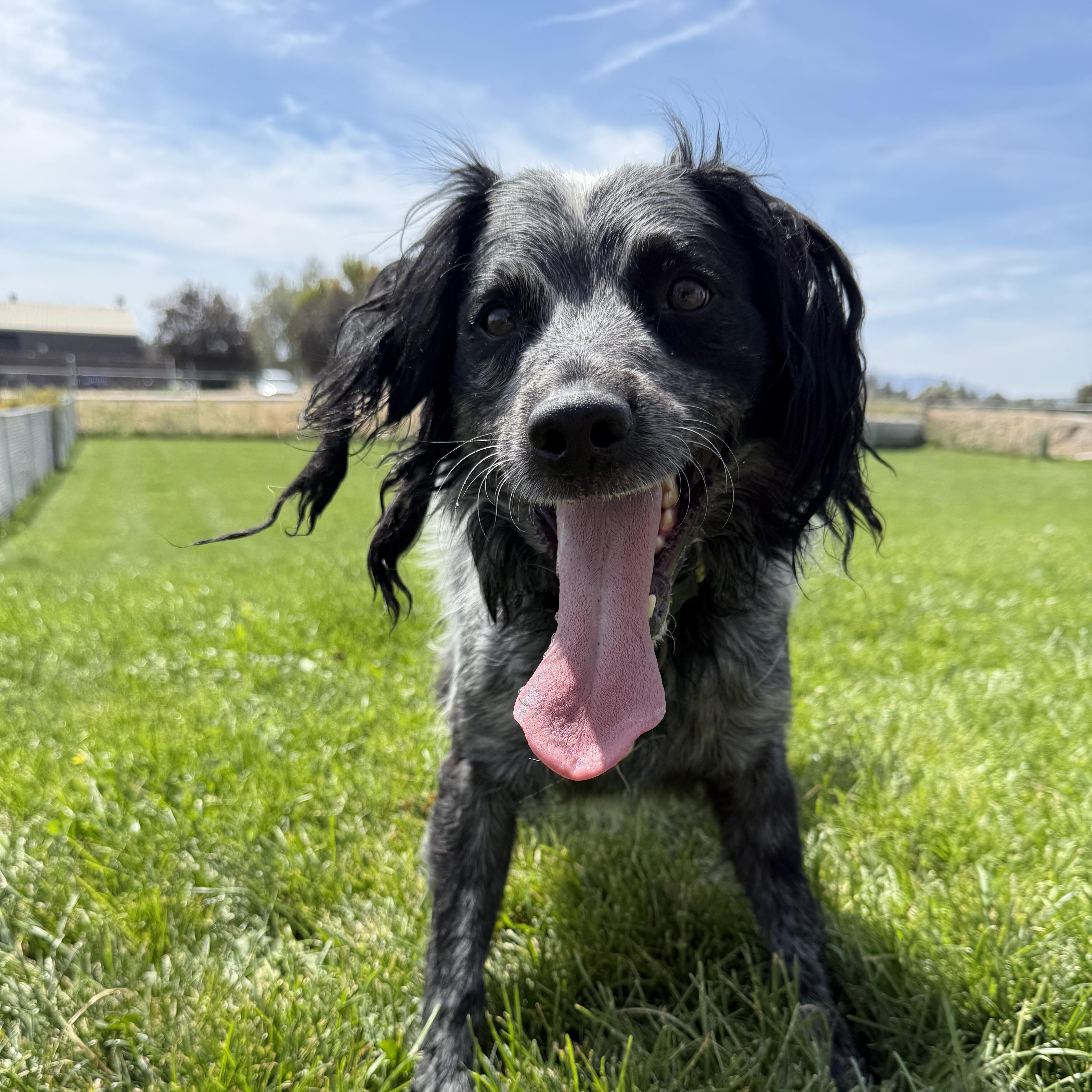 Bandit, a Adoptable mixed breed in Prineville, OR image 2/6