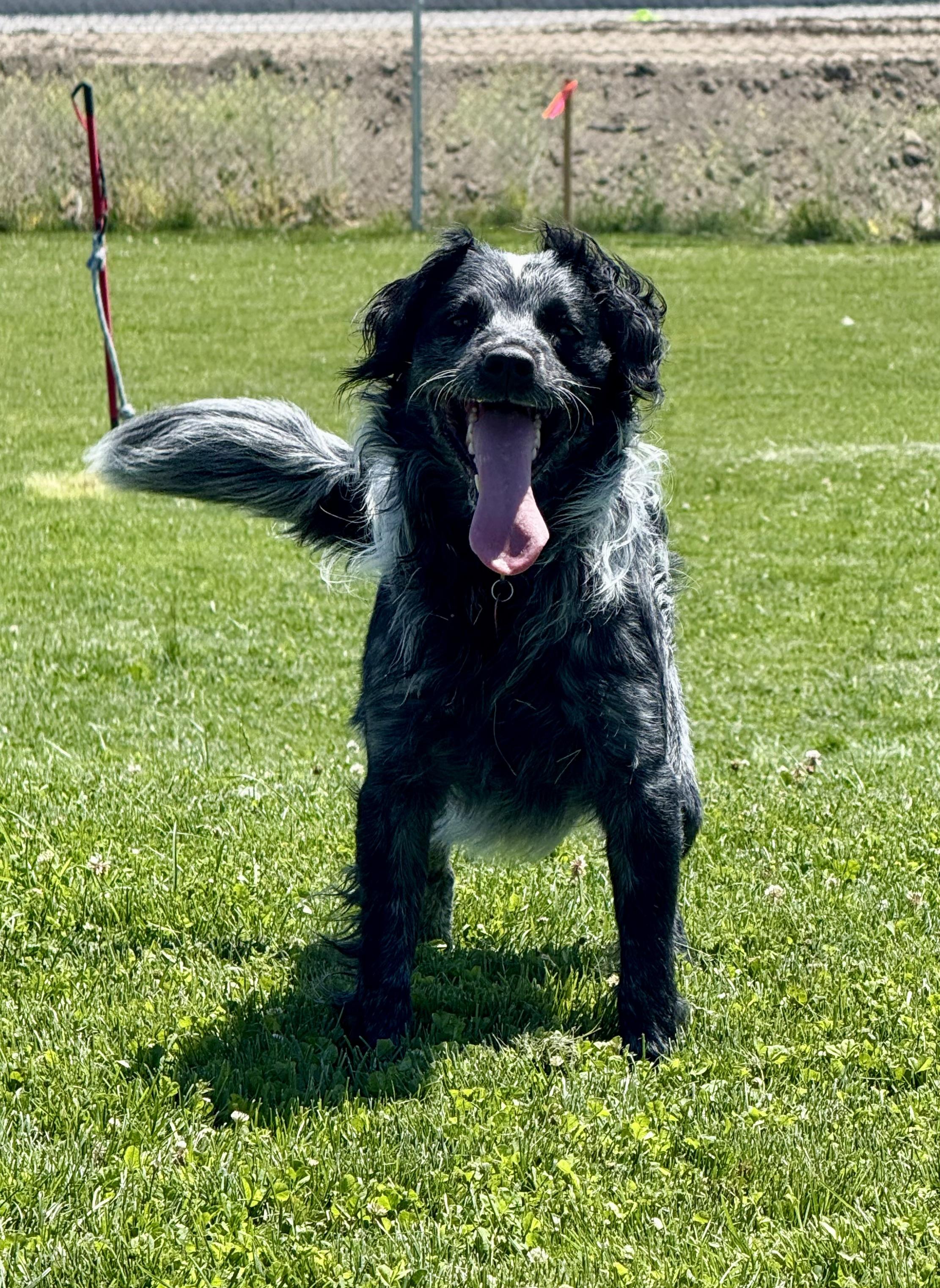 Bandit, an adoptable Mixed Breed in Prineville, OR, 97754 | Photo Image 2