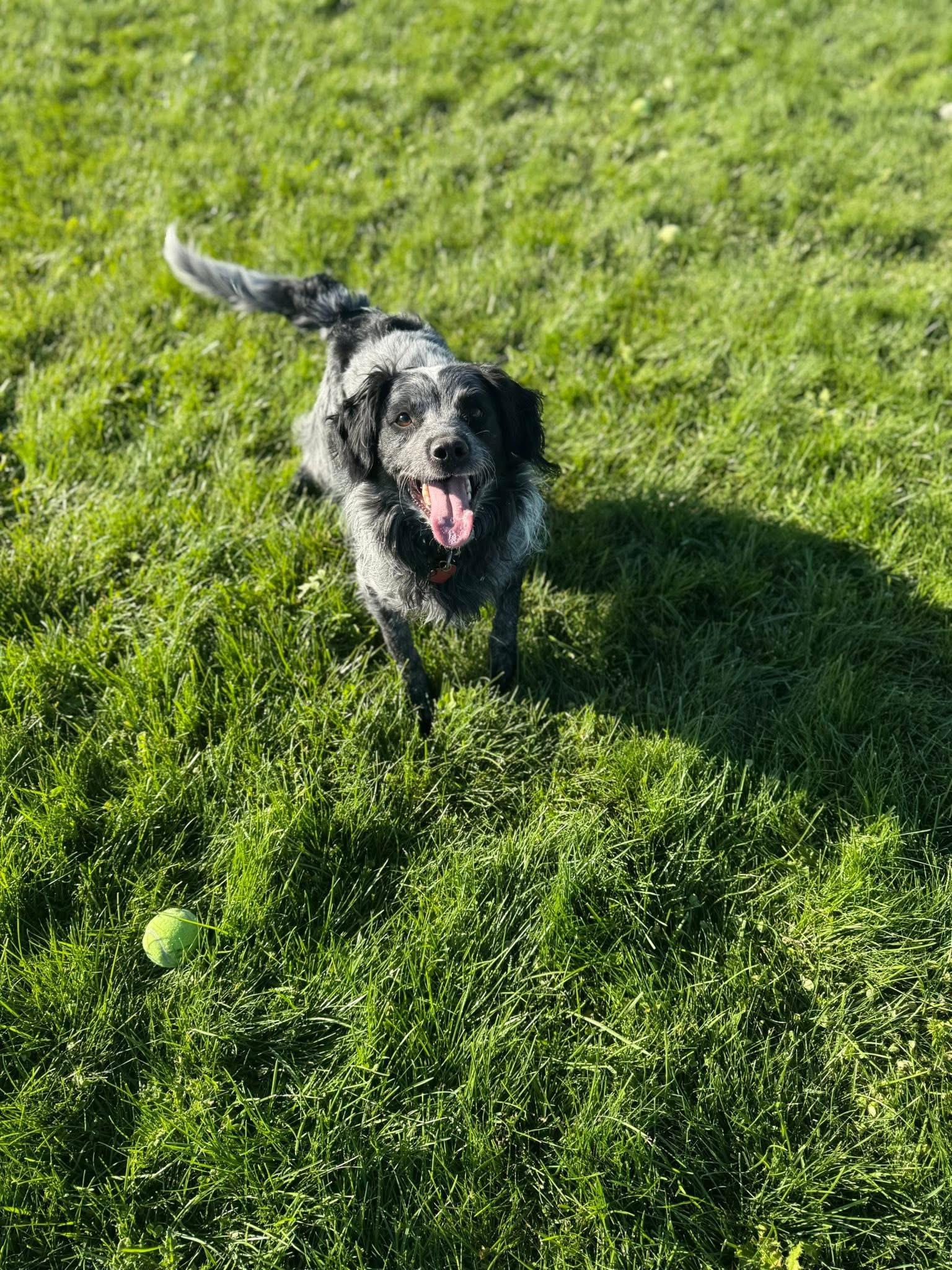 Bandit, Adoptable, Adult Male Mixed Breed.
