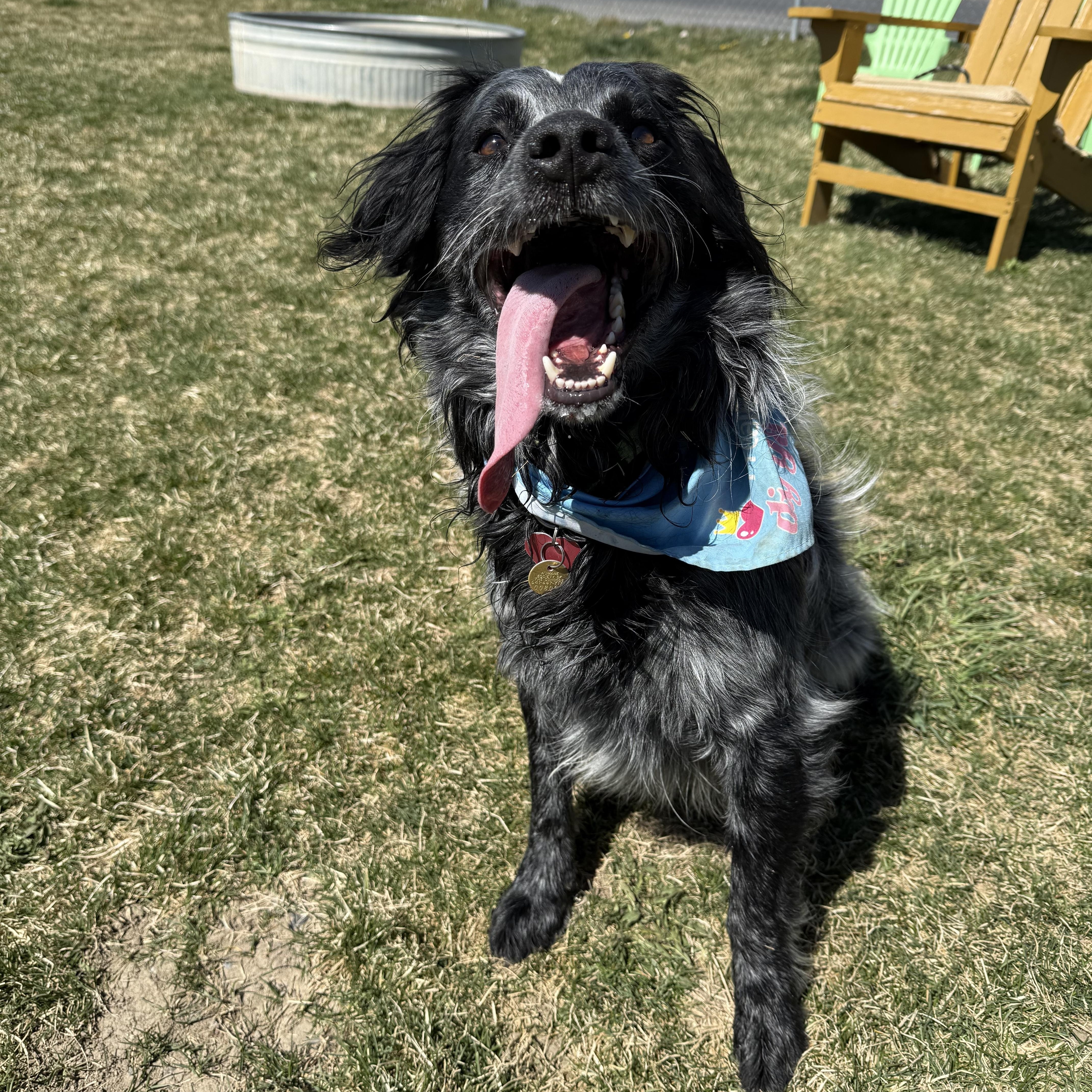 Enlarge Bandit, a Adoptable mixed breed in Prineville, OR image 6/6