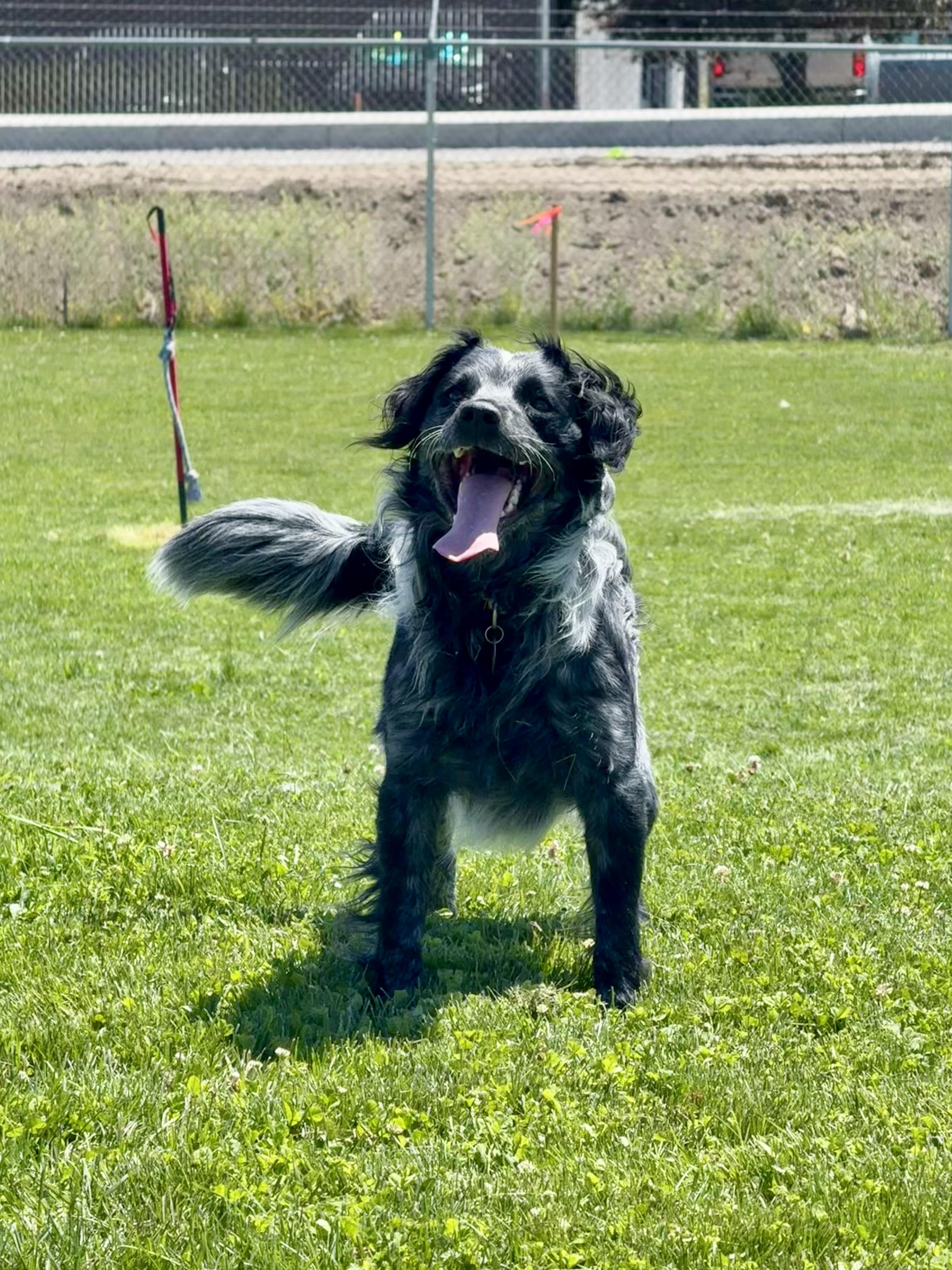 Bandit, an adoptable Mixed Breed in Prineville, OR, 97754 | Photo Image 5