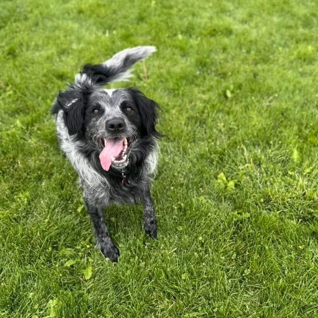 Enlarge Bandit, a Adoptable mixed breed in Prineville, OR image 1/6
