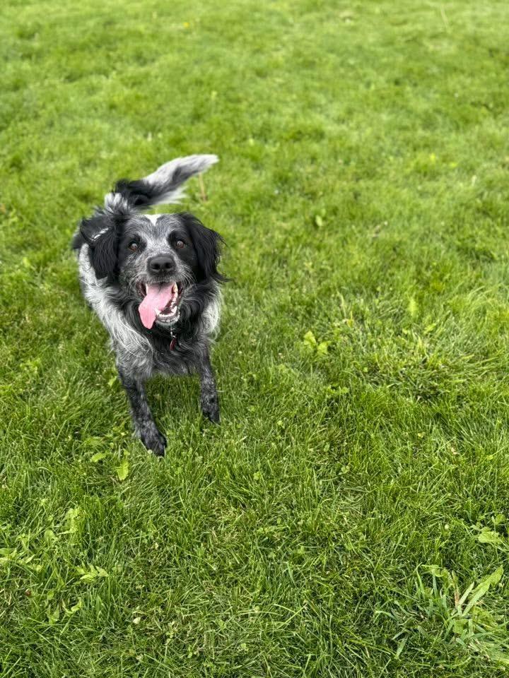 Bandit, a Adoptable Mixed Breed in Prineville, OR image 2/6