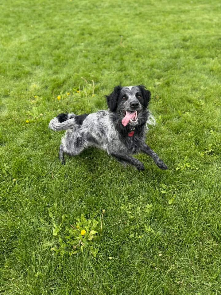 Bandit, an adoptable Mixed Breed in Prineville, OR, 97754 | Photo Image 4