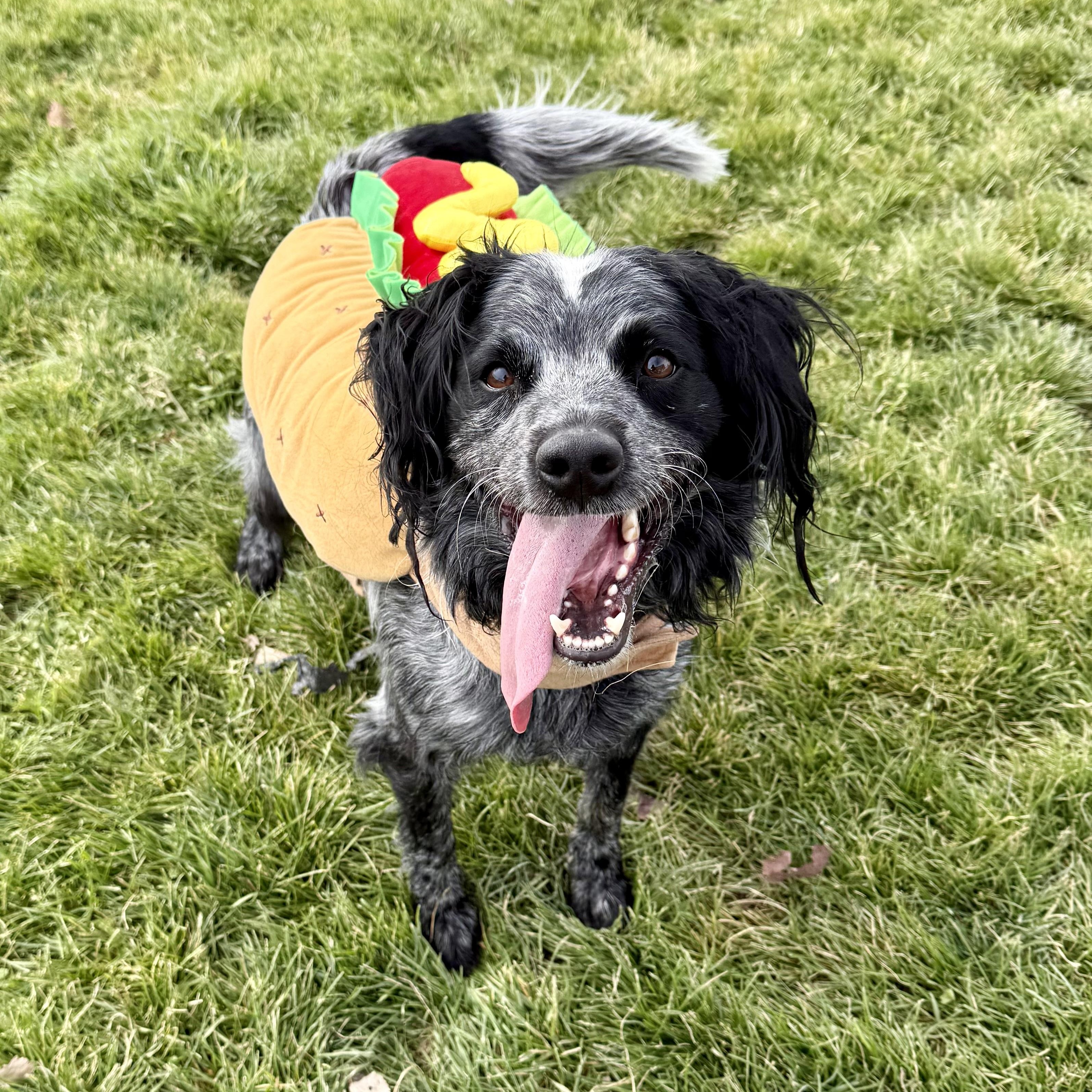 Bandit, Adoptable, Adult Male Border Collie & Cocker Spaniel.