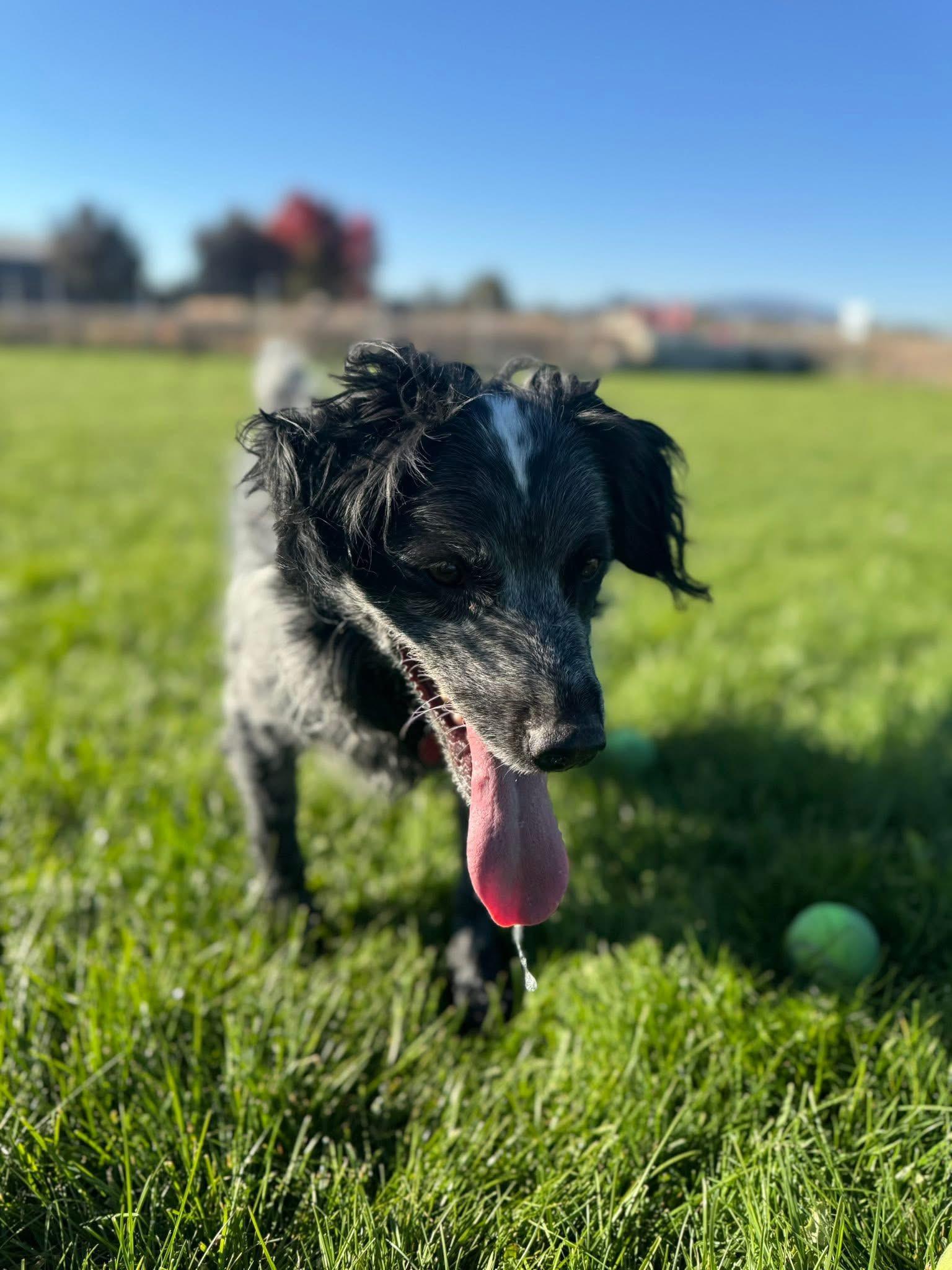 Bandit, an adoptable Mixed Breed in Prineville, OR, 97754 | Photo Image 6