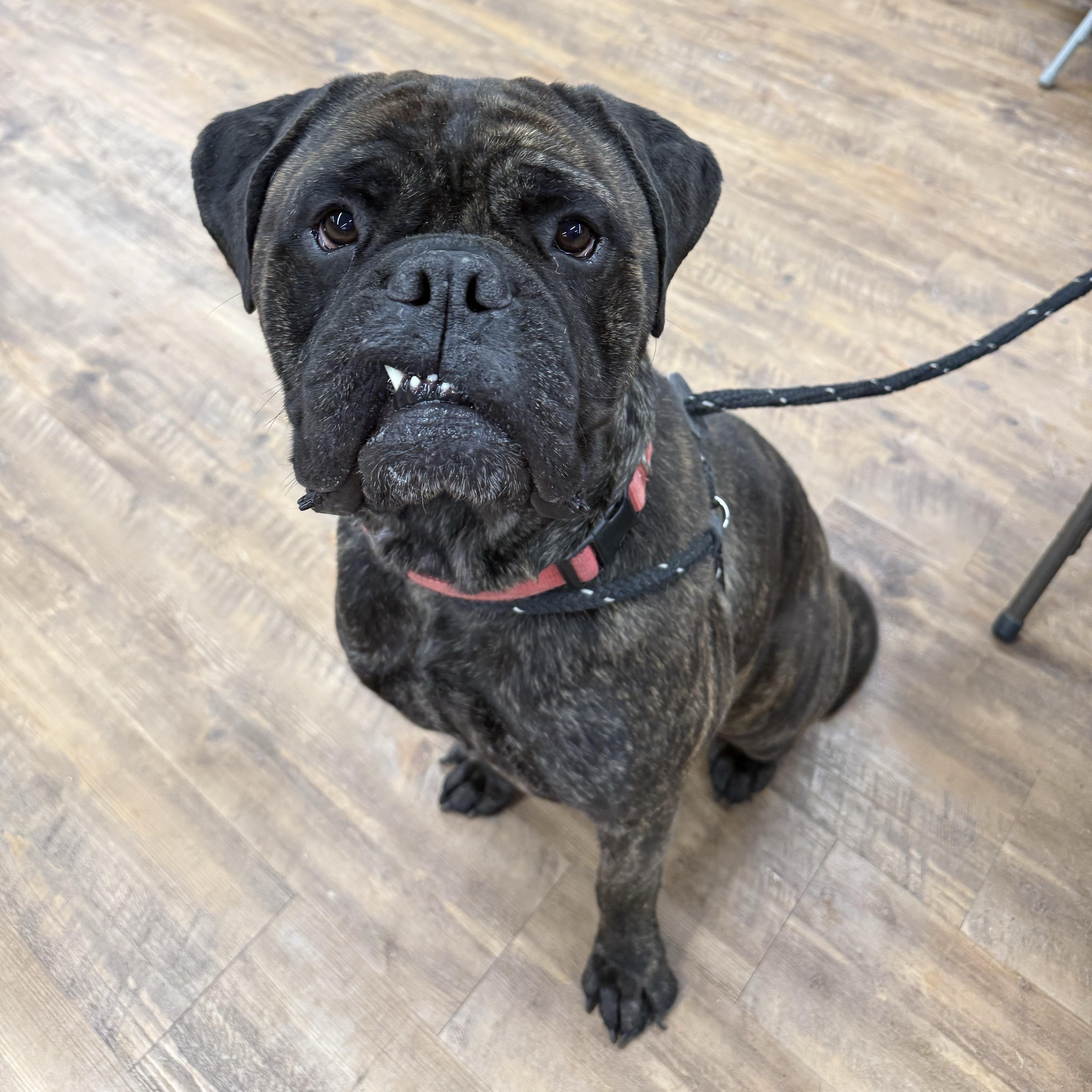 Enlarge Bailey, an adopted Bullmastiff in Cranford, NJ image 3/3