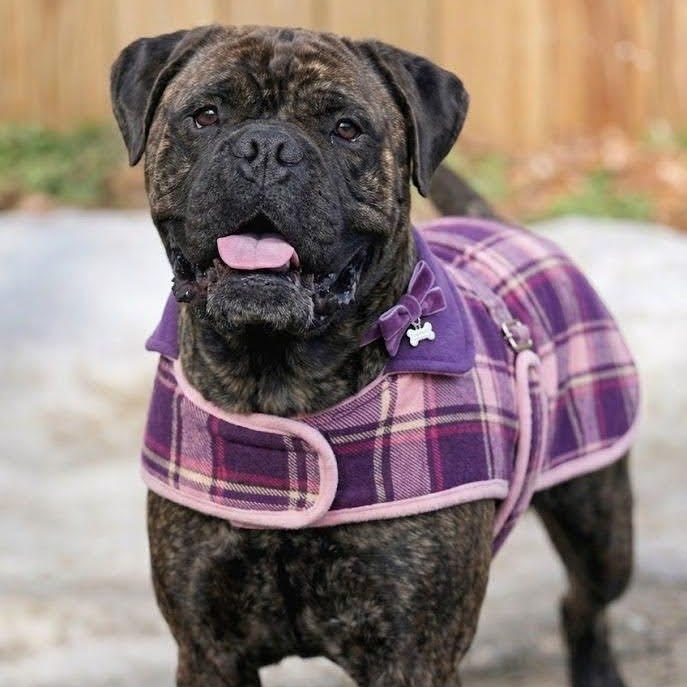 Enlarge Bailey, an adopted Bullmastiff in Cranford, NJ image 1/3