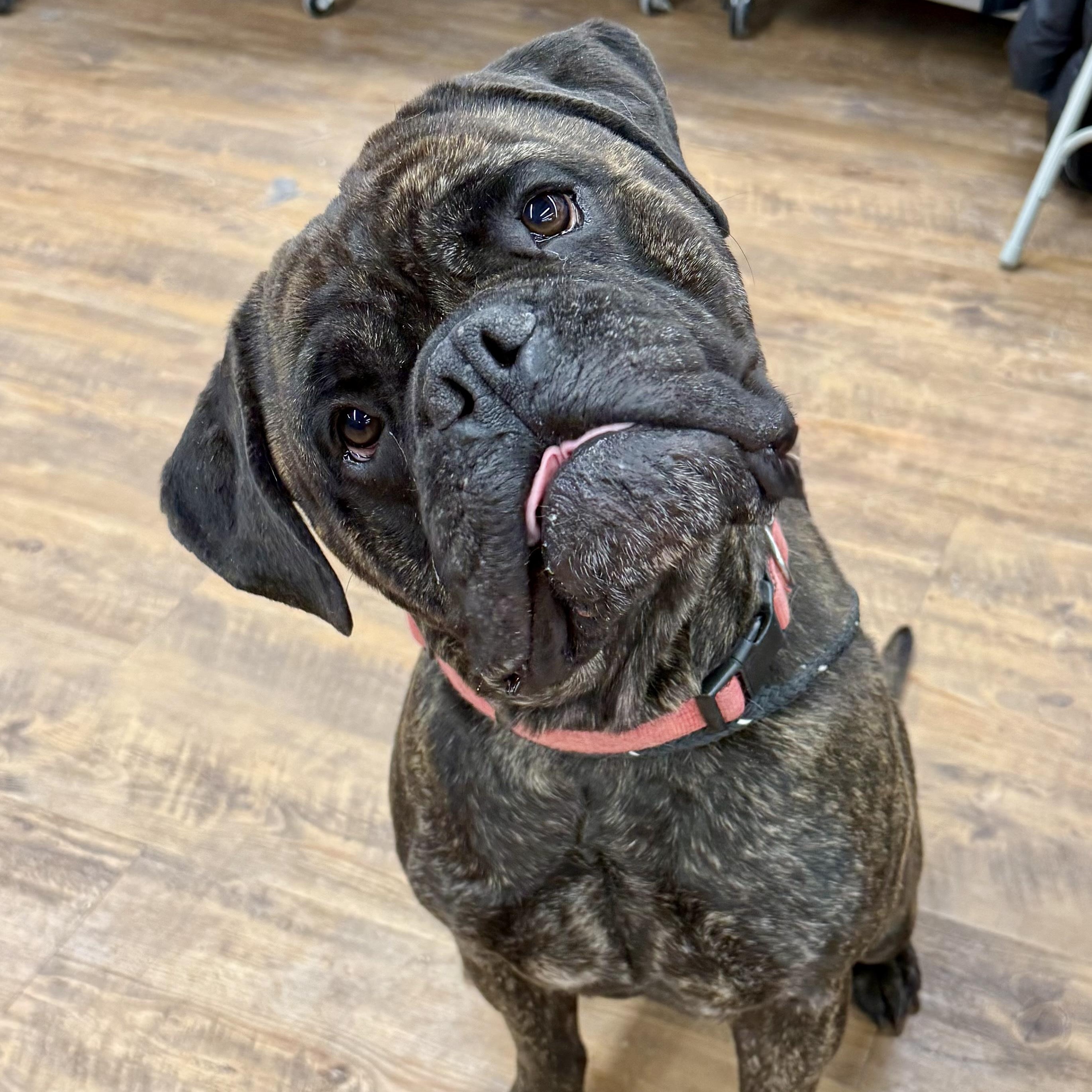 Enlarge Bailey, an adopted Bullmastiff in Cranford, NJ image 2/3