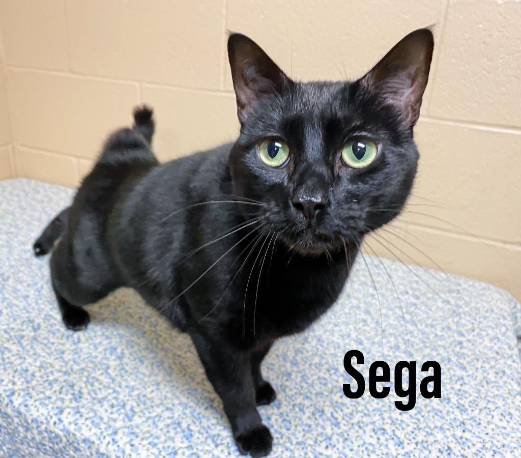Sega, Adoptable, Adult Male Domestic Short Hair.