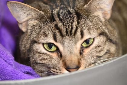 Enlarge Axel, a Adoptable mixed breed in Baton Rouge, LA image 1/1