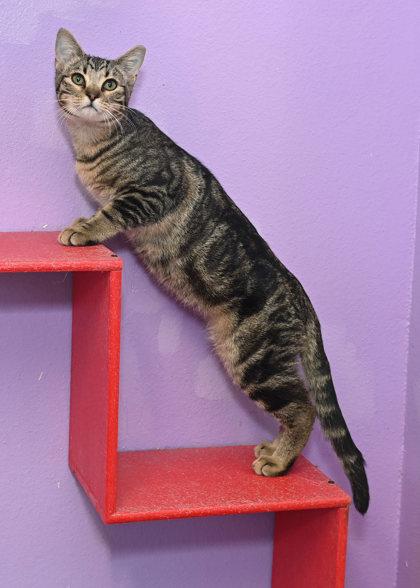 Enlarge Axel, a Adoptable mixed breed in Baton Rouge, LA image 1/1