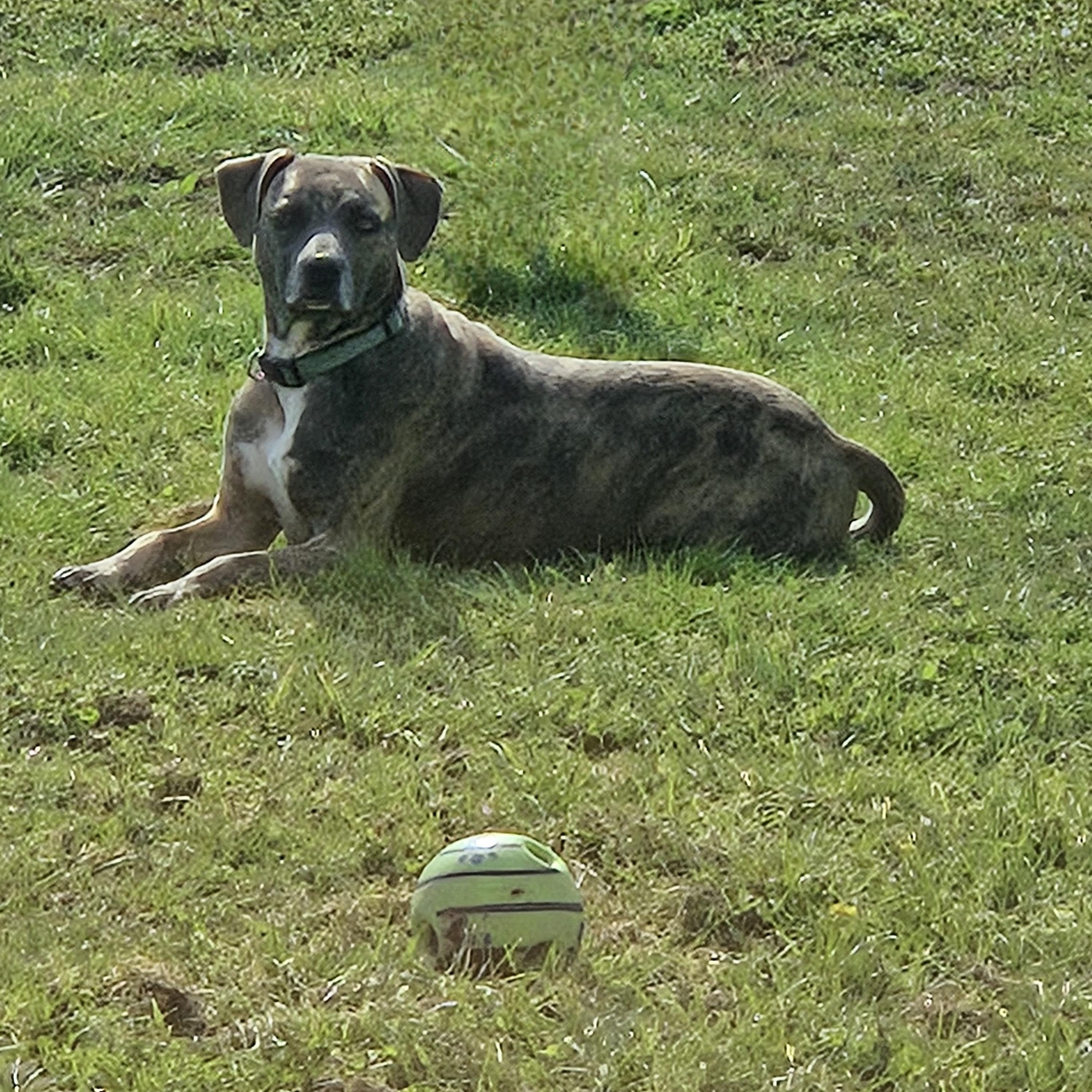Enlarge Lexy, a ADOPTABLE mixed breed in Limestone, TN image 3/4