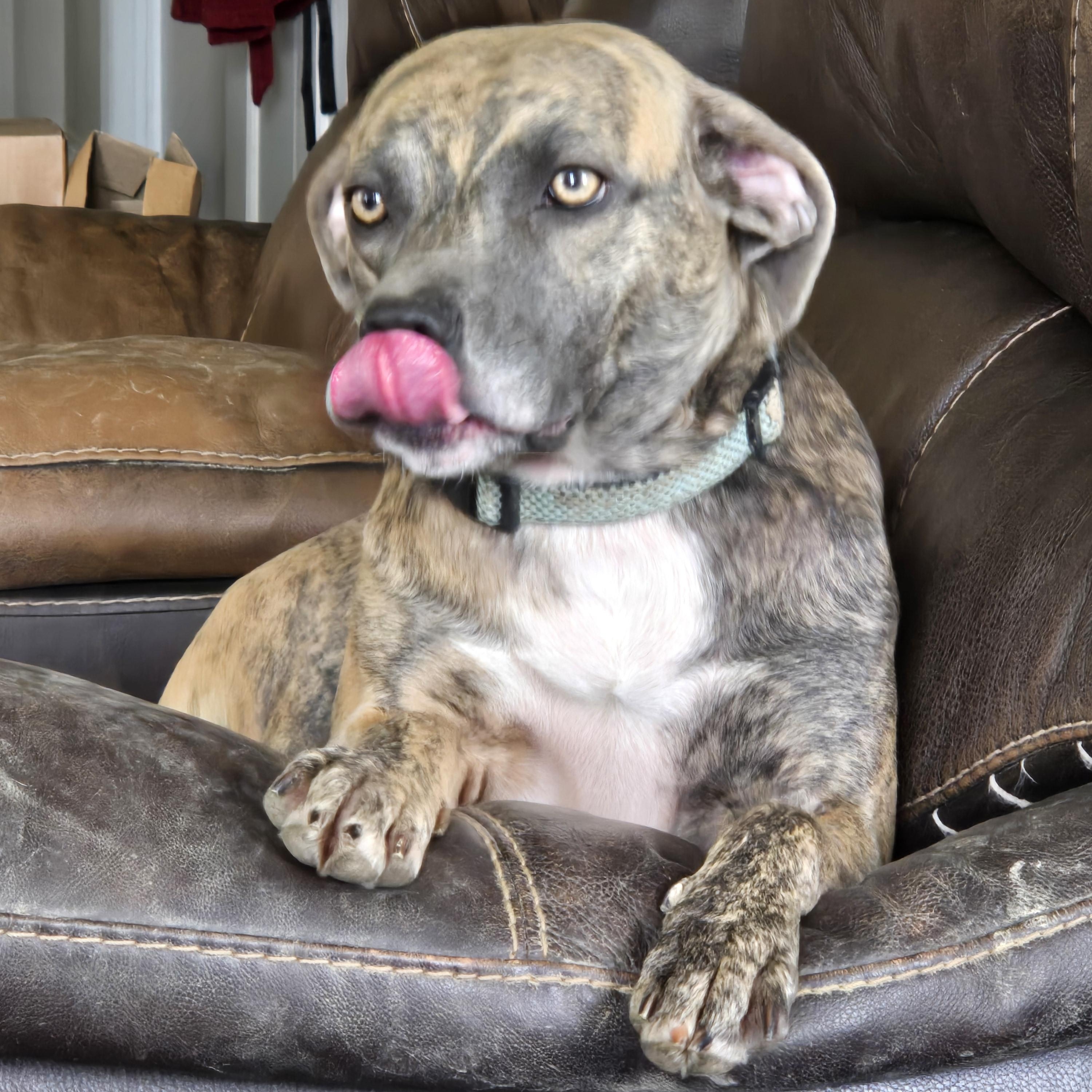 Lexy, ADOPTABLE, Adult Female Plott Hound.