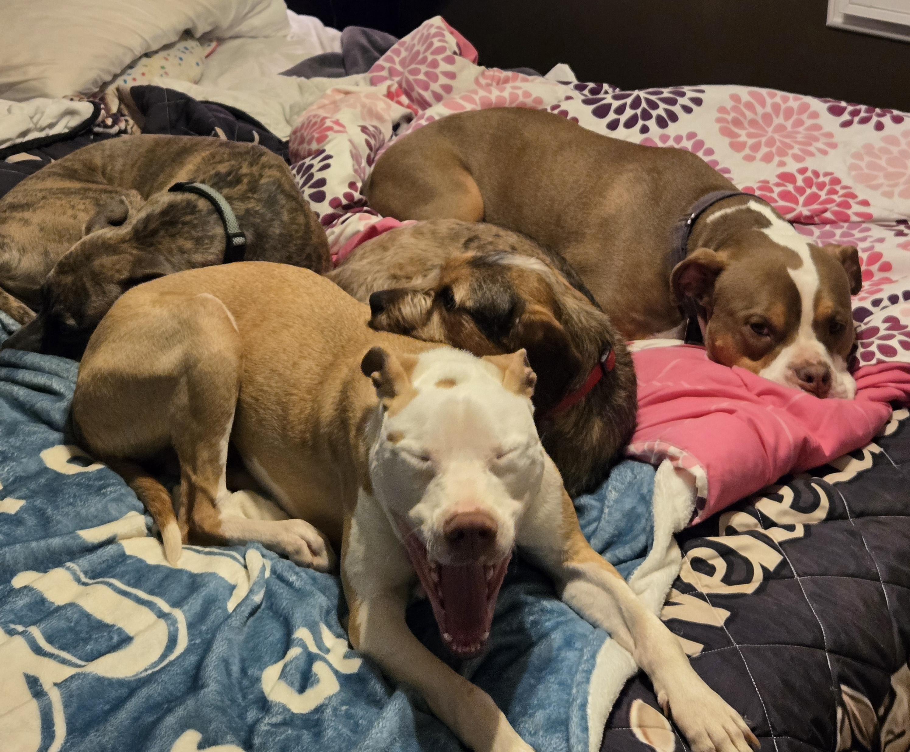 Enlarge Lexy, a ADOPTABLE mixed breed in Limestone, TN image 2/4