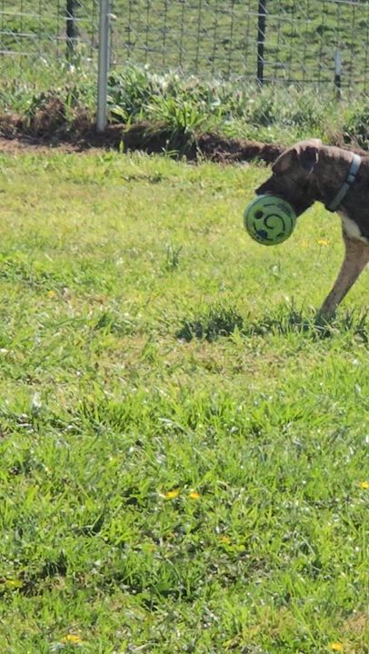 Enlarge Lexy, a ADOPTABLE mixed breed in Limestone, TN video 4/4