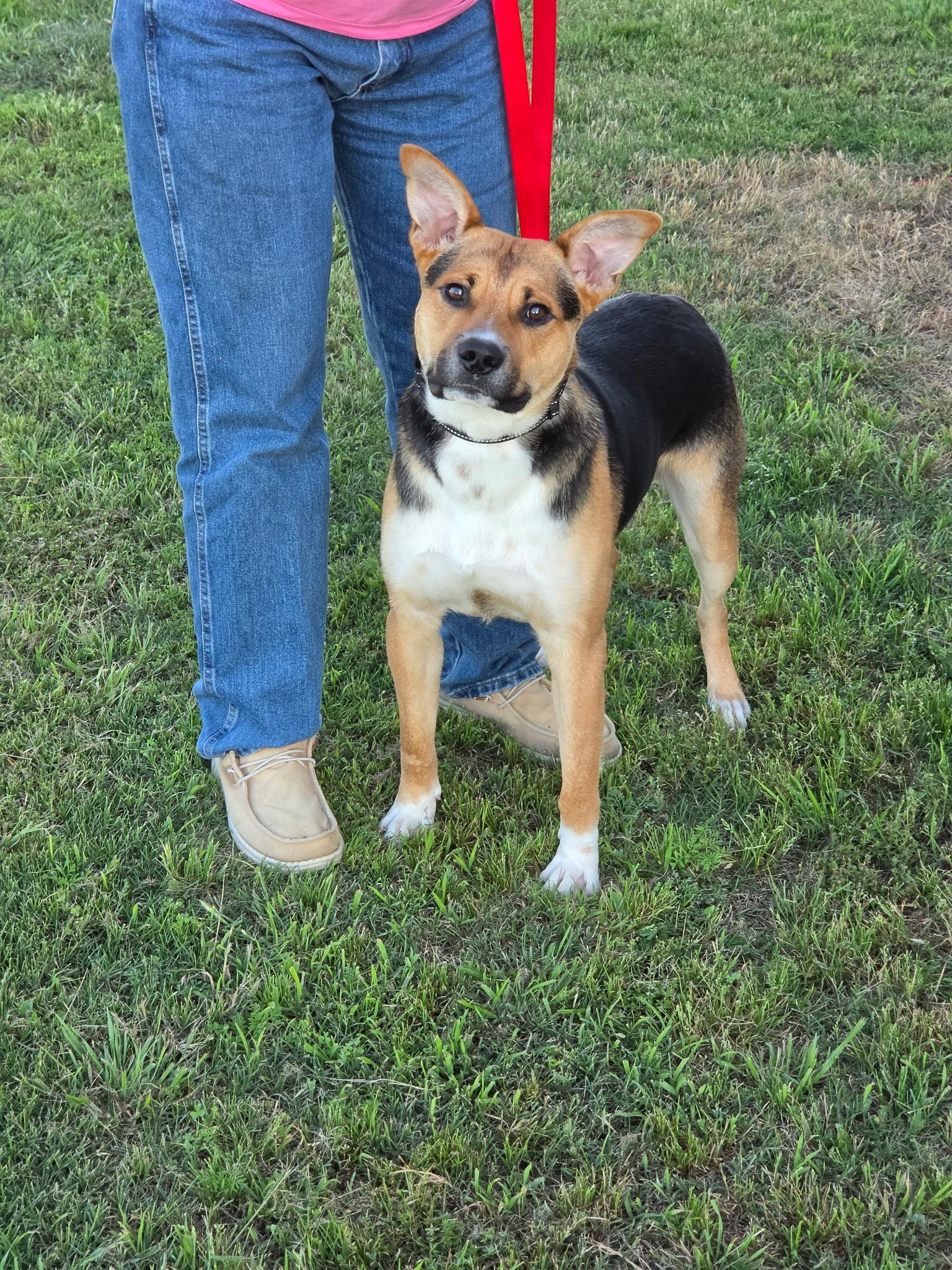 Enlarge Buster, a Adoptable mixed breed in Mesquite, TX image 2/4