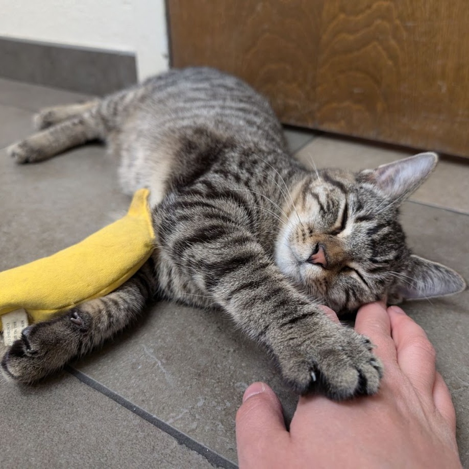 Maggie, Young Female Domestic Short Hair
